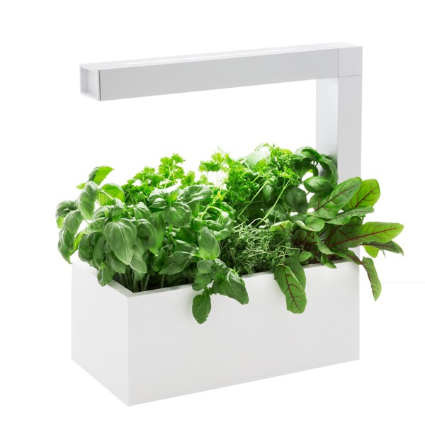 Indoor garden HERBIE white 6 plants
