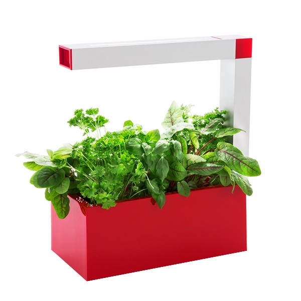 Indoor garden HERBIE red 6 plants