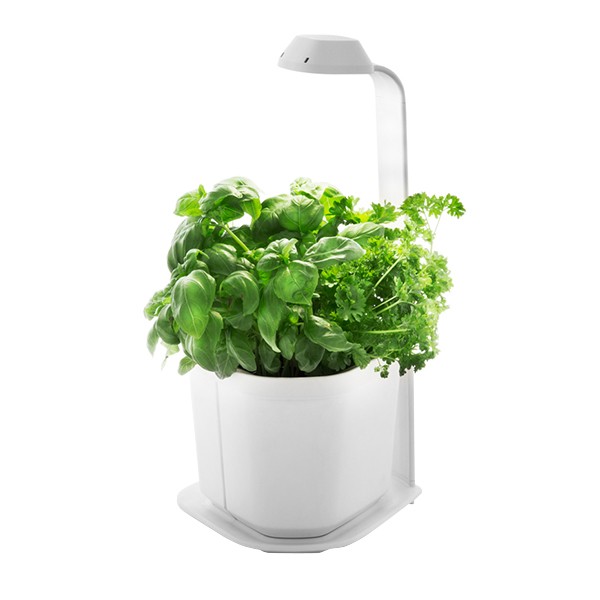 Indoor garden GENIE white 3 plants