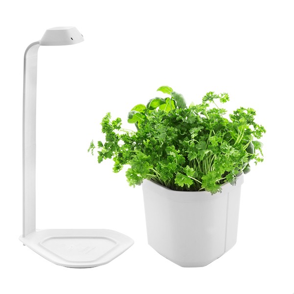Indoor garden GENIE white 3 plants