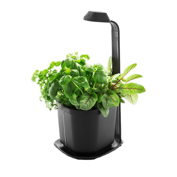 Indoor vegetable garden GENIE black 3 plants