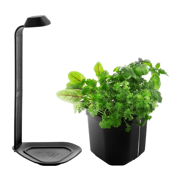 Potager d'intérieur GENIE noir 3 plantes