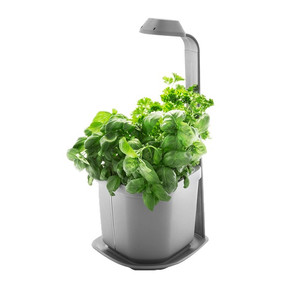 Indoor vegetable garden GENIE grey 3 plants