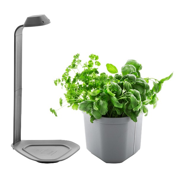 Orto interno GENIE grigio 3 piante