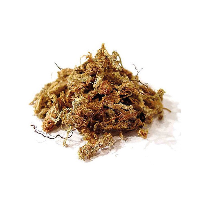 Sphaigne du Chili 250g - Substrat de culture