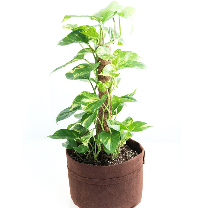 ROOT POUCH 7 30 L BROWN 35W X 30H AVEC ANSES