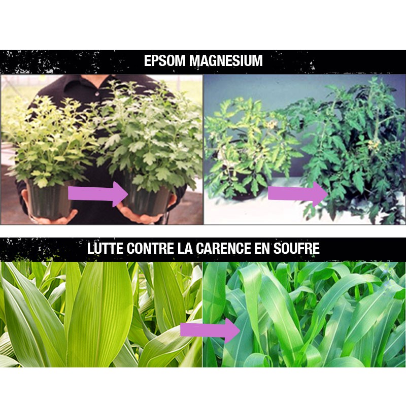 fertilizzante magnesio , magnesio , sale di epsom , fertilizzante , carenza di magnesio