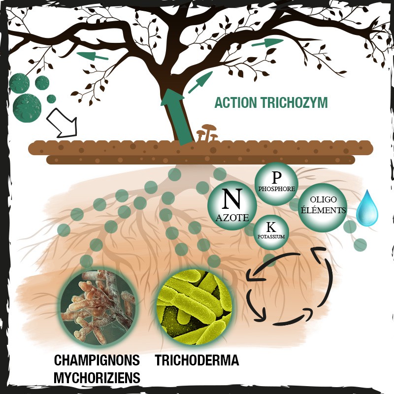420 Hydroponics Trichozym 25g - Stimulation et protection des cultures