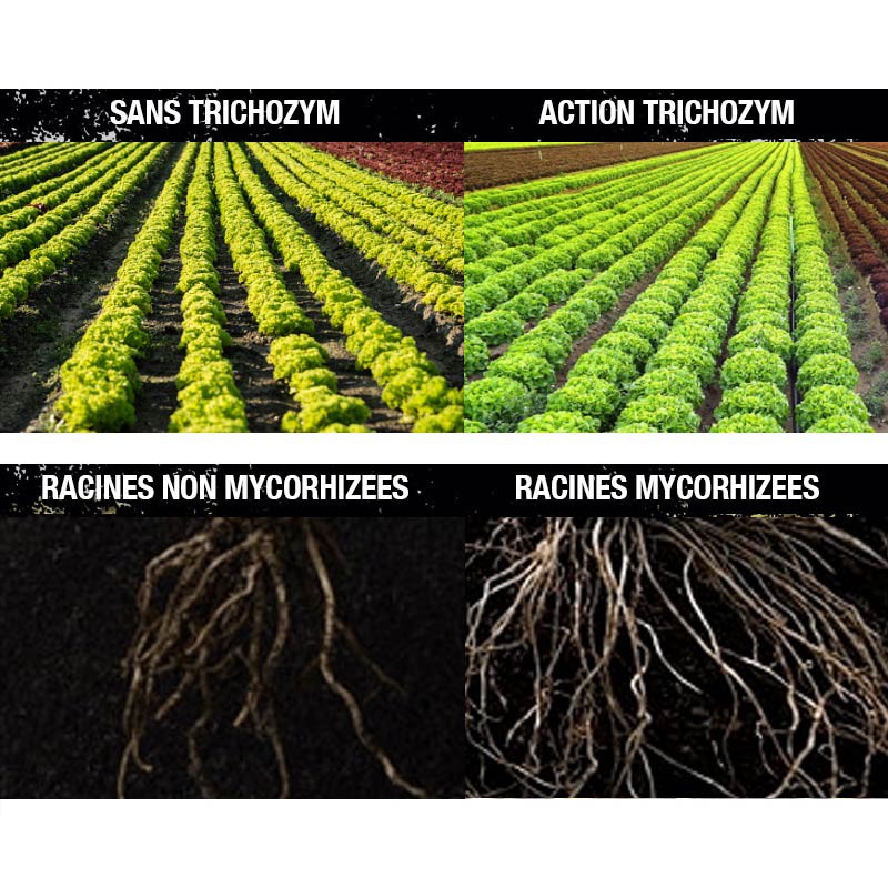 420 Hydroponics Trichozym 25g - Stimulation et protection des cultures