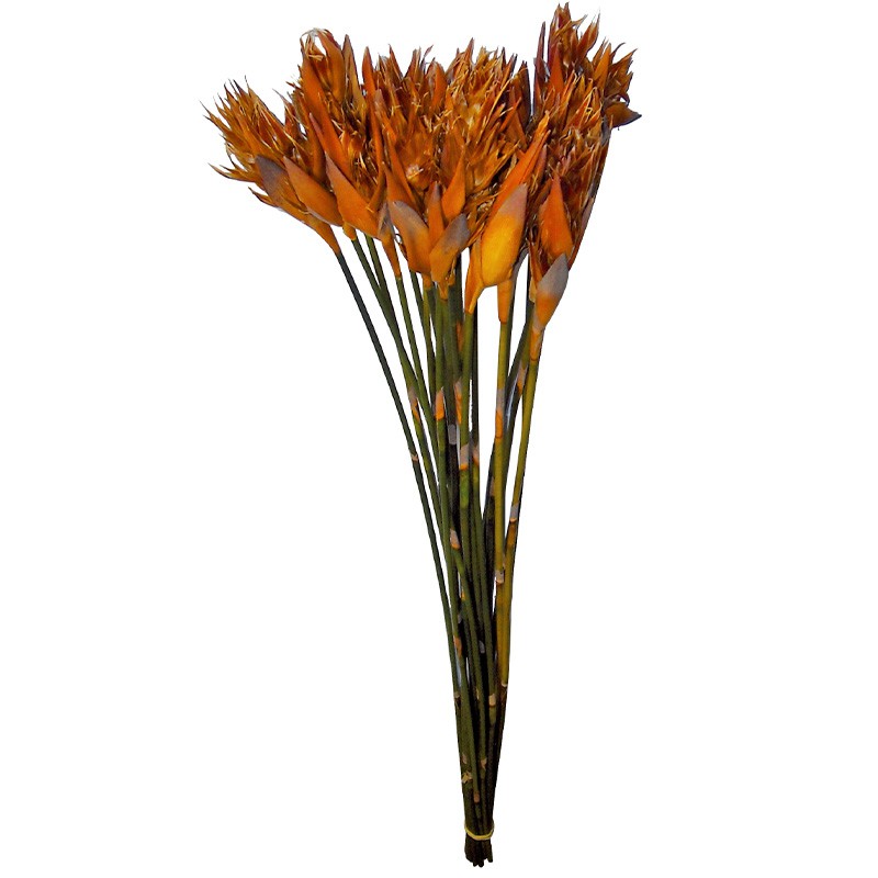 Gestabiliseerde Plant Cape Gras X 1