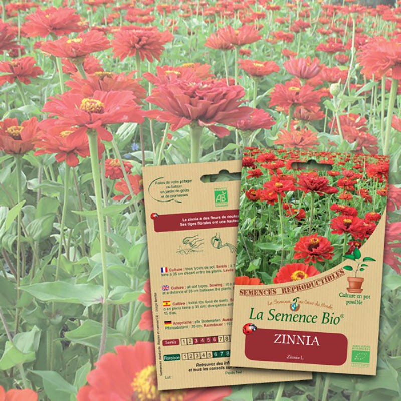 GRAINES BIO ZINNIA 0.8GRAMME