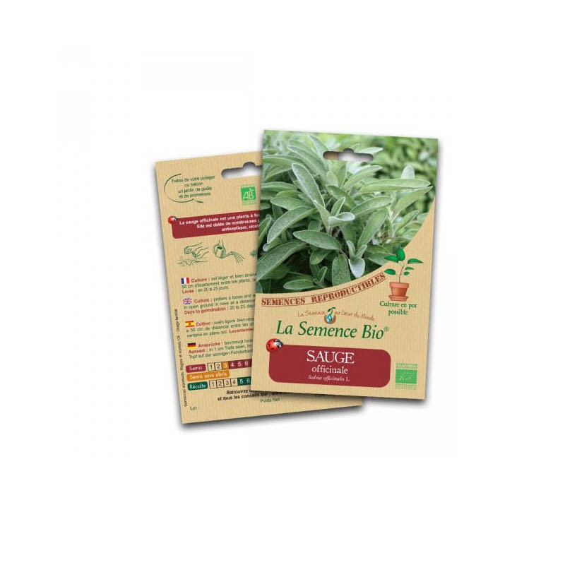 Bio-Saatgut - Salbei (Salvia officinalis)