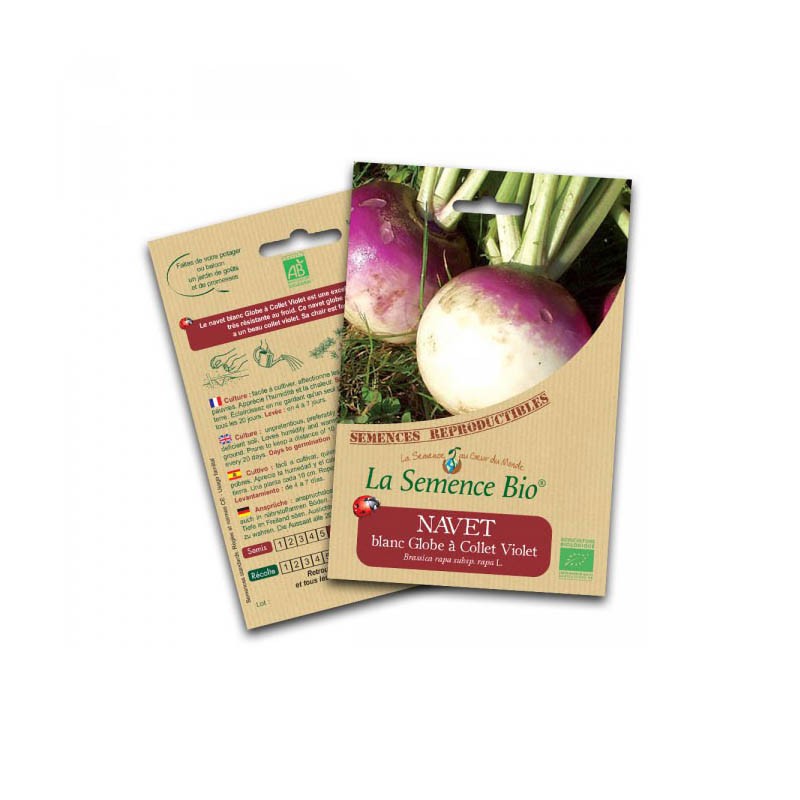 La semence Bio - Navet blanc globe à collet violet
