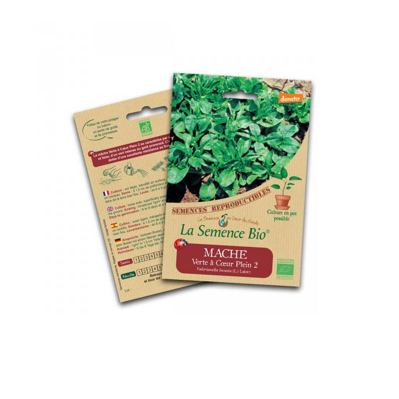 Organic seed - Green lettuce with full heart