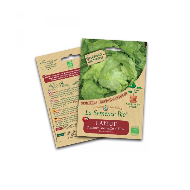 Organic seed - Winter wonder head lettuce