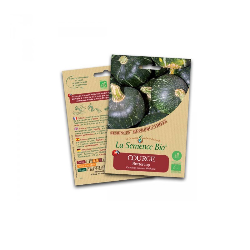 Organic seed - Buttercup squash