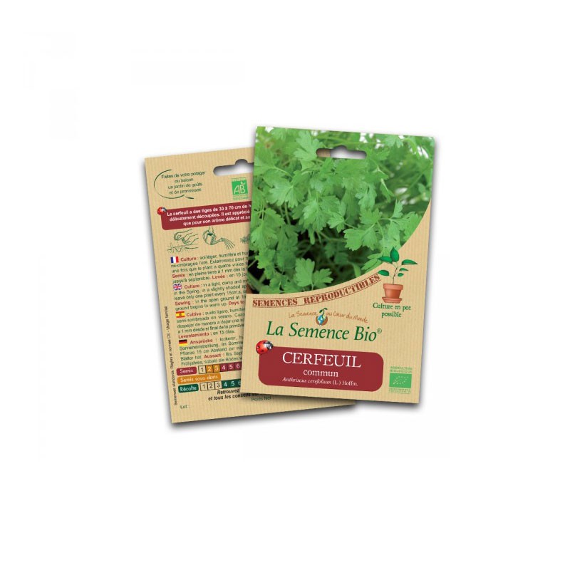Organic seed - Common chervil