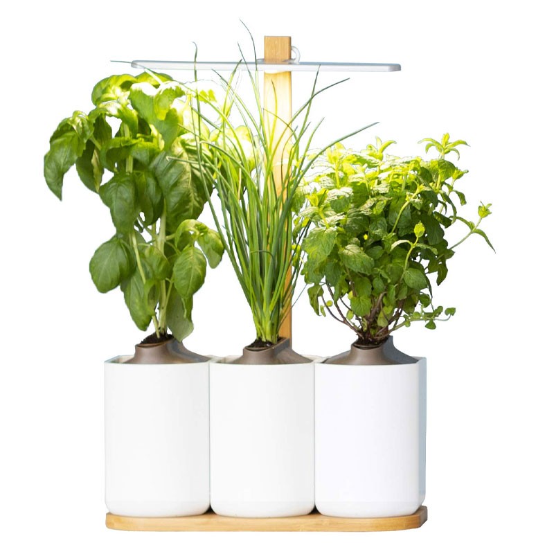 Prêt à pousser - Lilo mini potager d'intérieur