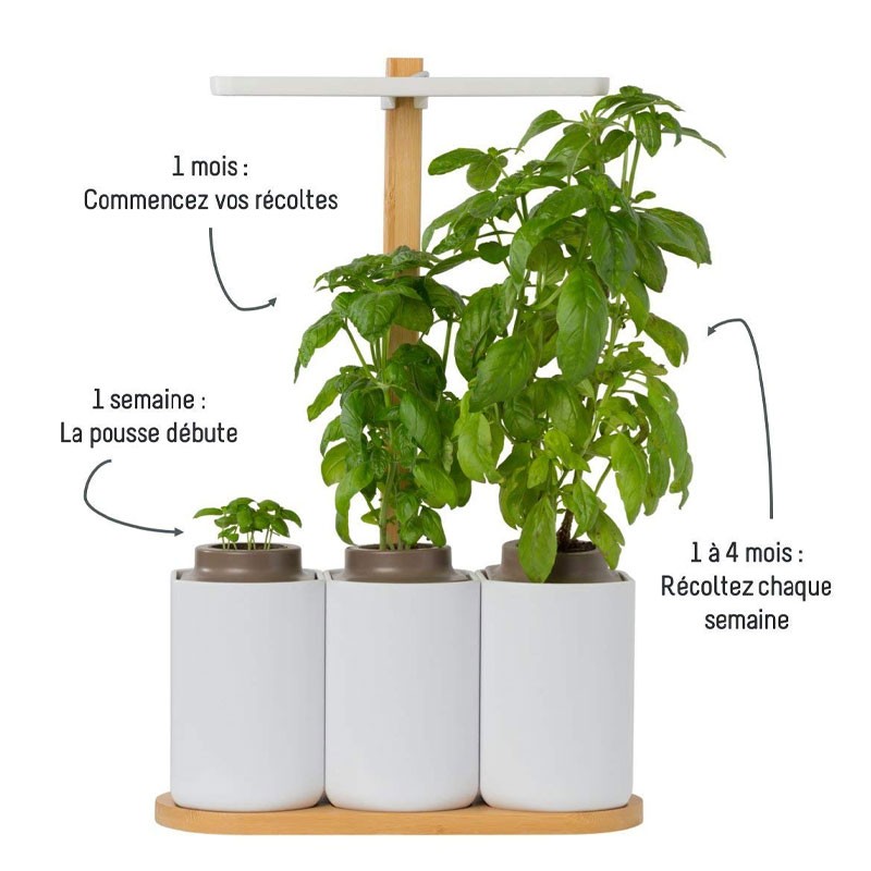 LILO JARDIN DINTERIEUR (BASILIC MENTHE CIBOULETTE)