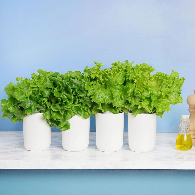 COFFRET 4 CAPSULES SALADES