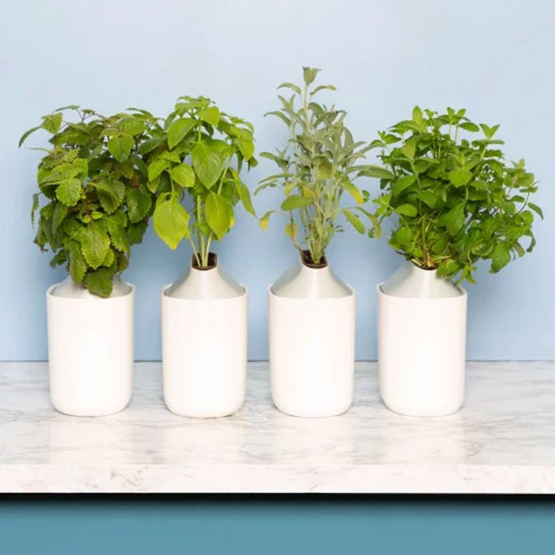SET VAN 4 CAPSULES HUISCOCKTAILS IN DOOS