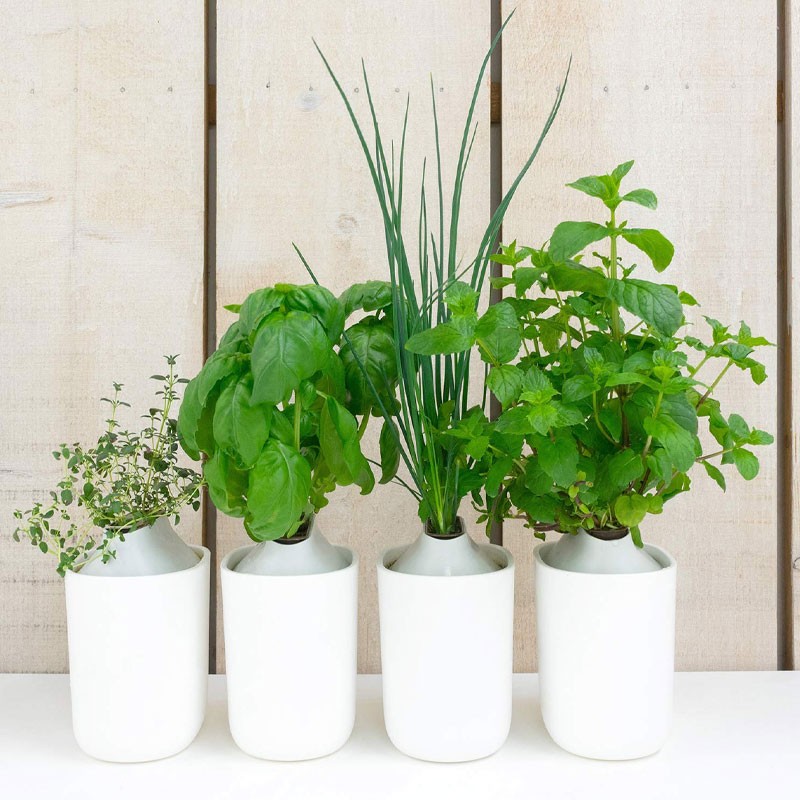 SET IN SCATOLA DI 4 CAPSULE (BASILICO, MENTA, ERBA CIPOLLINA, TIMO)