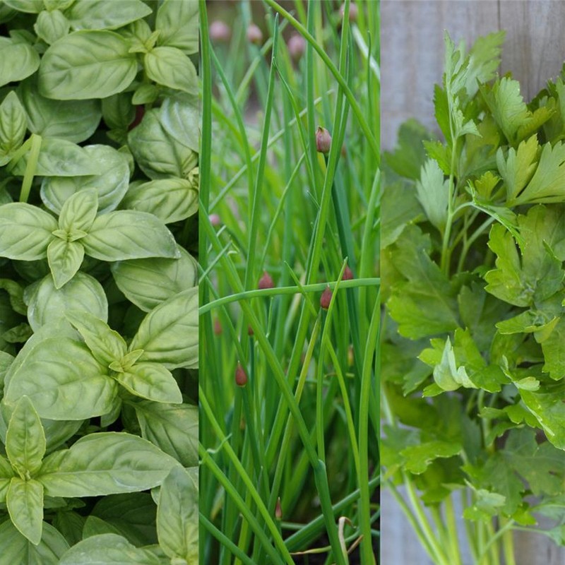 RIBBON VON 150 AROMATISCHEN KERNEN IN MELANGE 0,25g