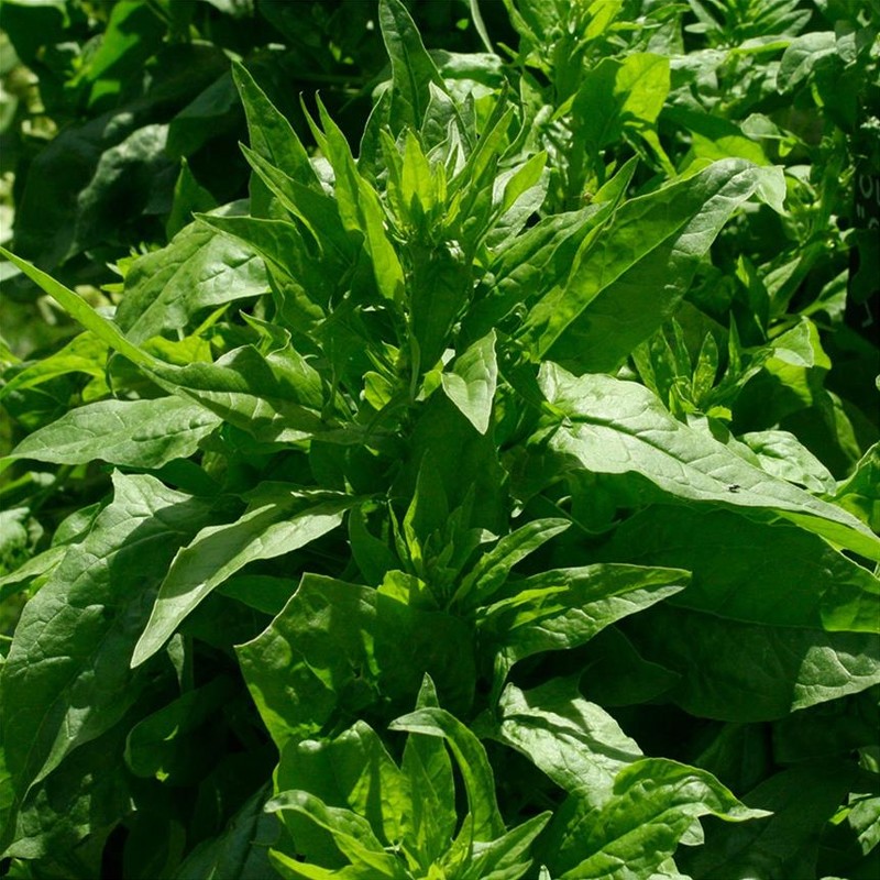 RUBAN DE 200 GRAINES EPINARD GEANT D'HIVER 2.48g