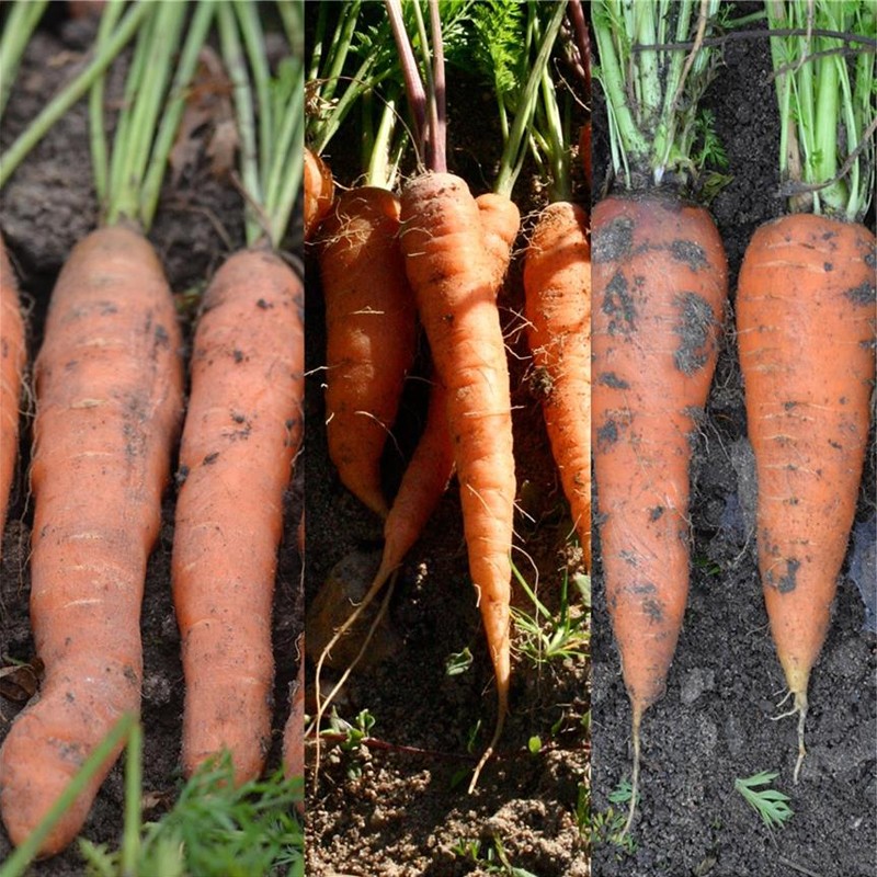 NASTRO DI 200 SEMI DI CAROTA IN MIX TOUCHON. DA COLMAR AL CUORE
