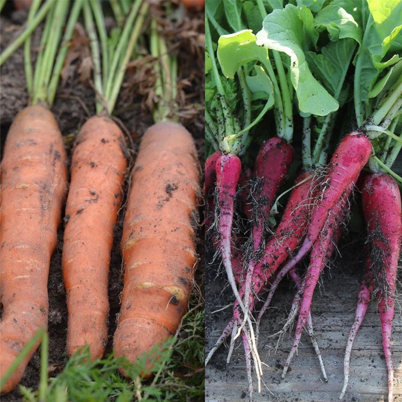 NASTRI DI 150 SEMI DI CAROTA E RAVANELLO TOUCHON. ROSA DI PASQUA 3 0,8