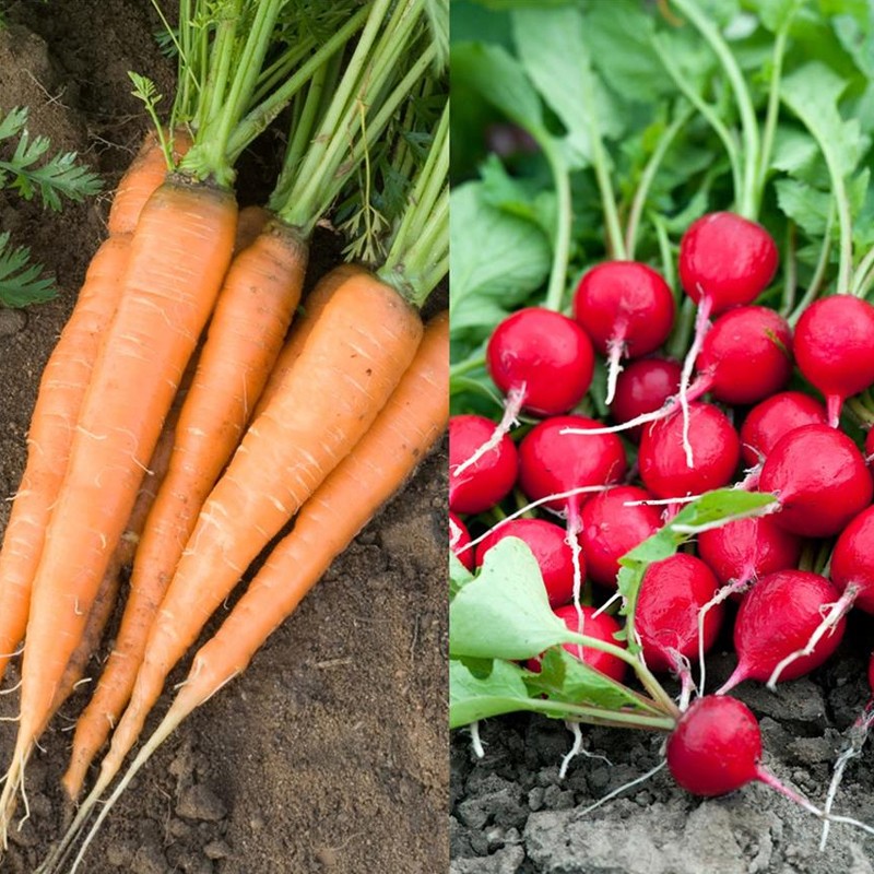 RIBBON OF 150 SEEDS CARROT AND RADISH ROTHILD. ROUND ECARLATE 0.68g
