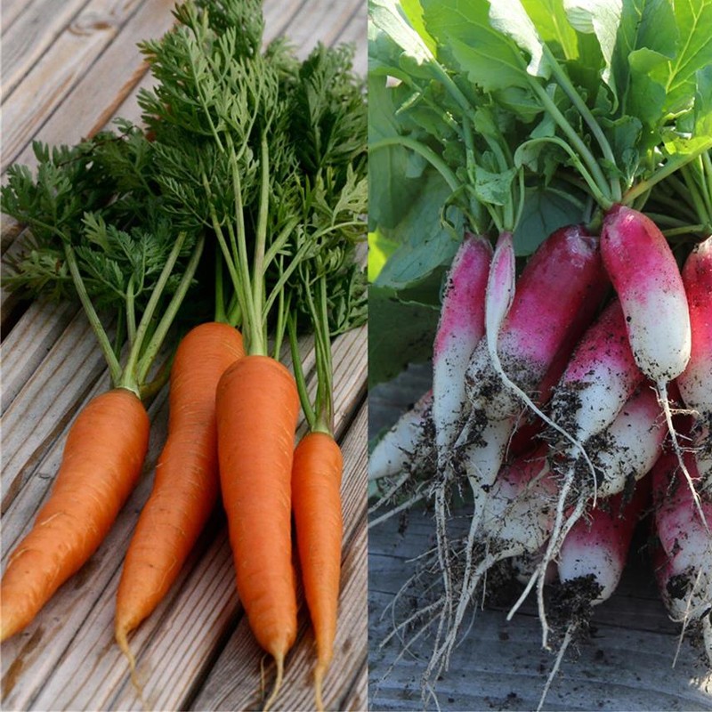 RIBBON OF 150 SEEDS CARROT AND RADISH NANTAISE 2. OF 18 DAYS 0.68g