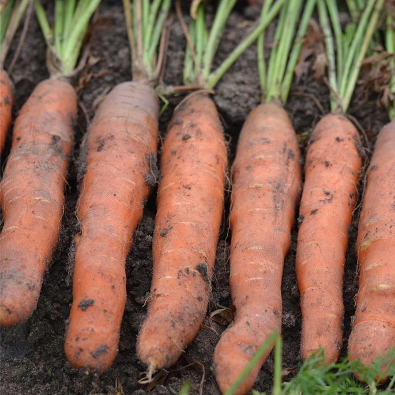 RIBBON OF 200 CARROT SEEDS 0.29g