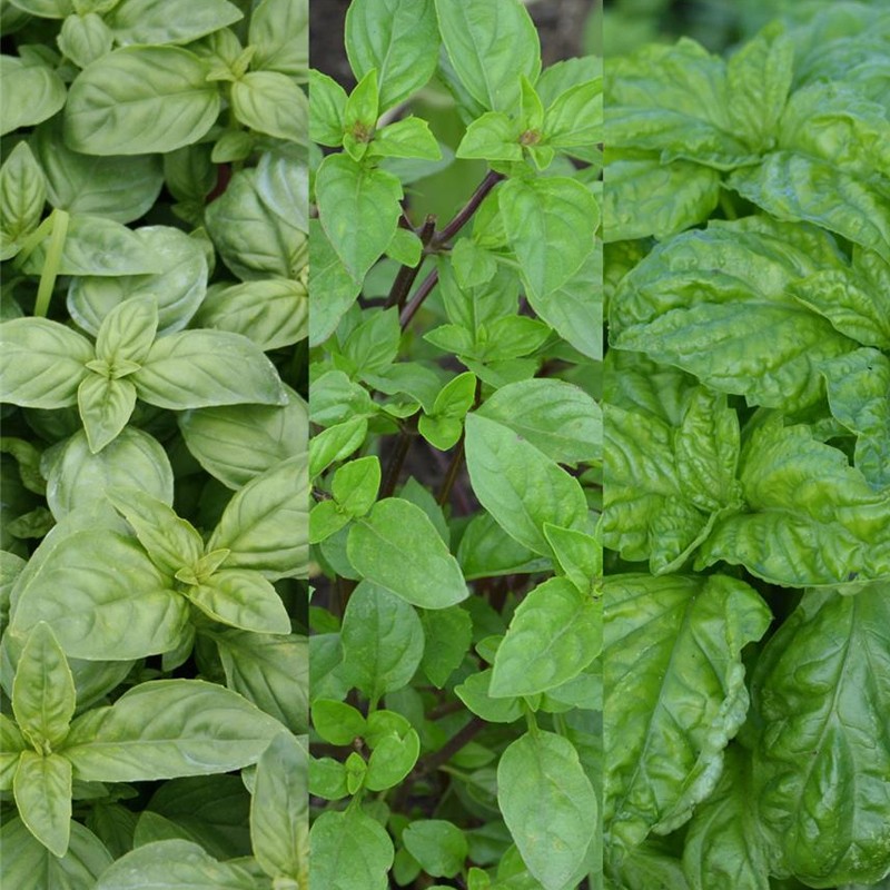 CINTA DE 150 BÁSICOS EN NARANJA 0,22g