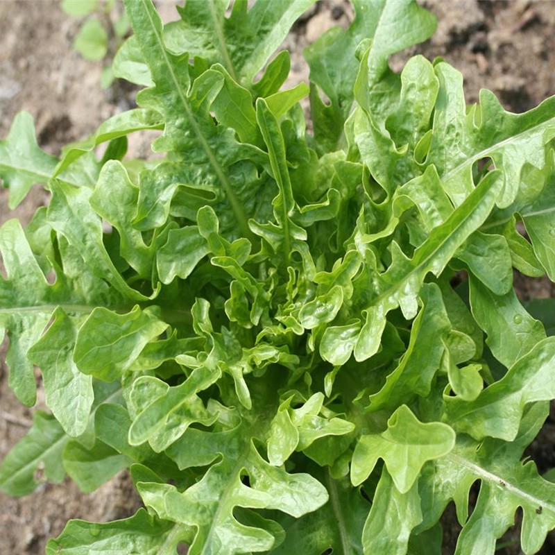 RIBBON OF 200 SEEDS MOROCCAN CRESSONETTA 0.25g