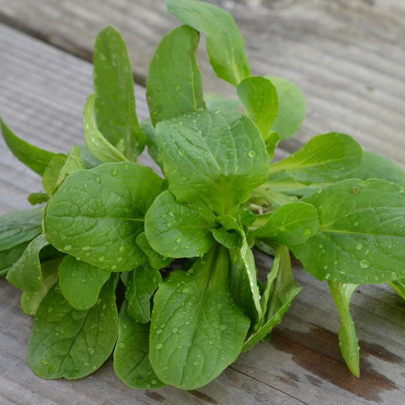 RIBBON OF 200 SEEDS VIT MACHE 0.32g