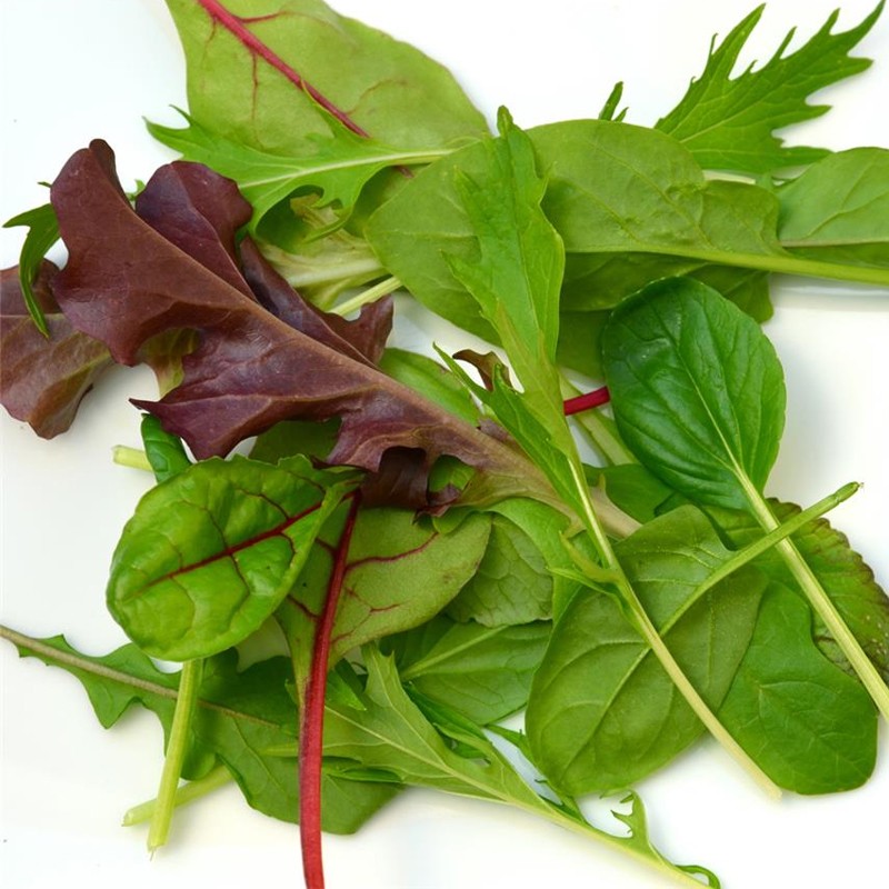 RUBAN DE 300 GRAINES MESCLUN ORIENTAL 1.4g