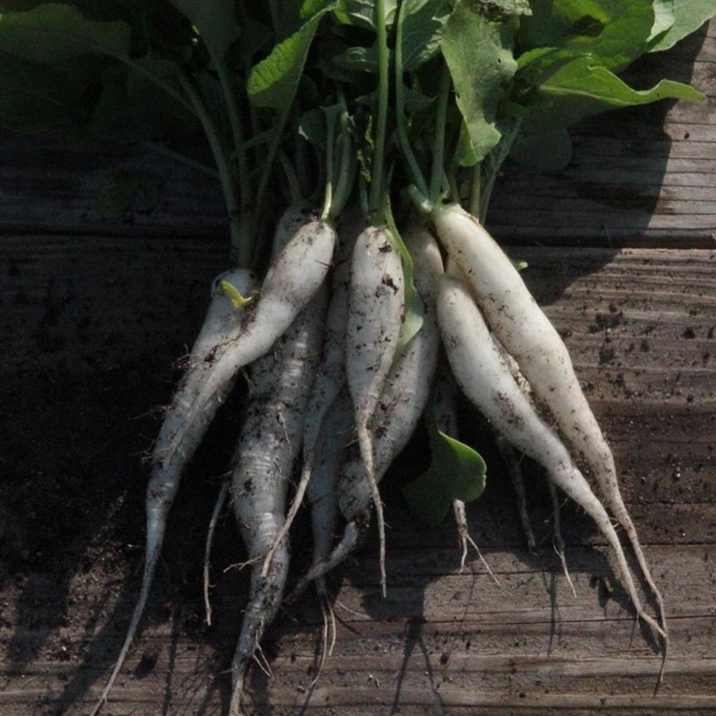 RIBBON OF 150 SEEDS RADISH ICE CHANDLE 1.2g
