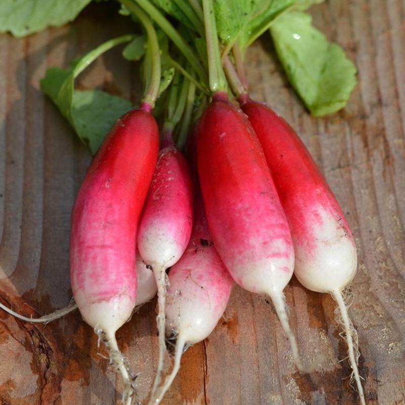 RIBUNHA DE 150 SEMENTES FLAMBOY RADISH 2 1.65g