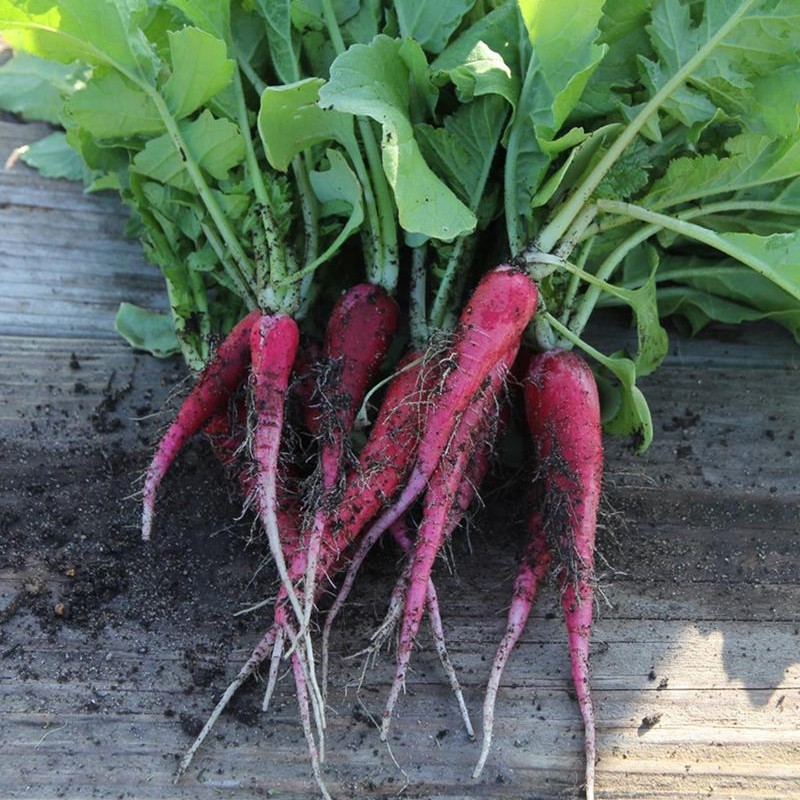 RUBANO DI 150 SEMI DI ROSA PASQUALE 3 1.55g