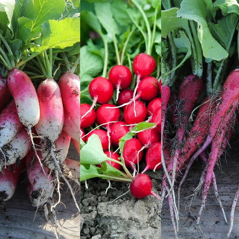 RUBAN DE 150 GRAINES RADIS EN MELANGE DE 18 JOURS. ROSE DE PAQUES 3.
