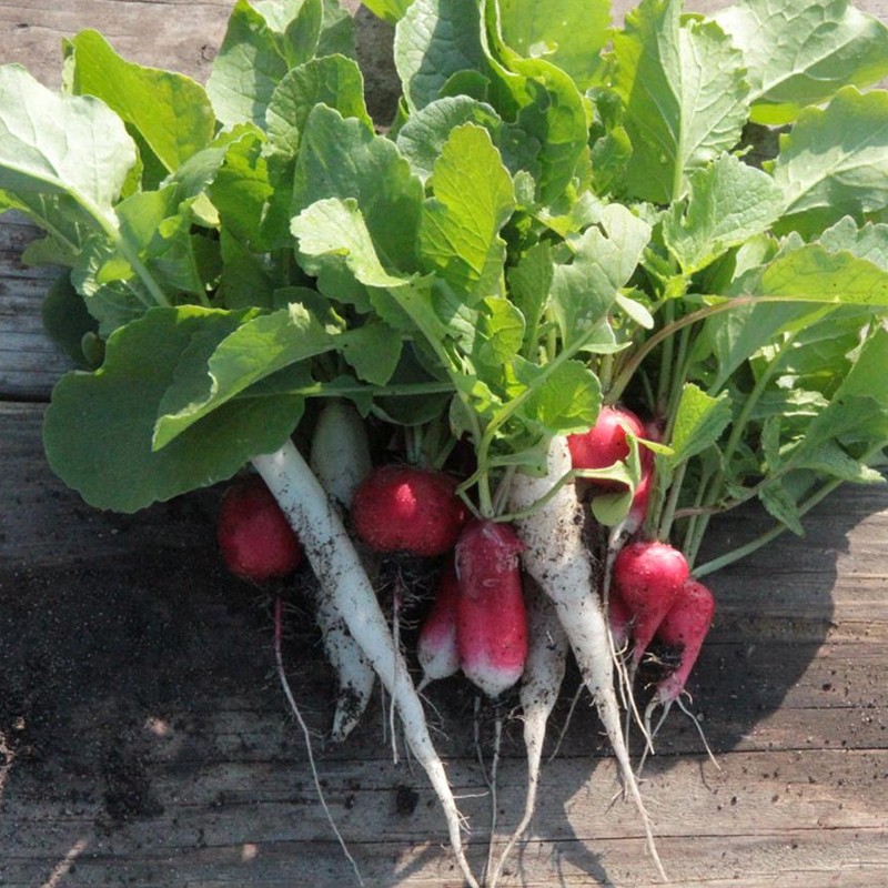 RIBBON OF 150 SEEDS RADISH IN FLAMBOYANT MIX 2. SORA. CHANDELION