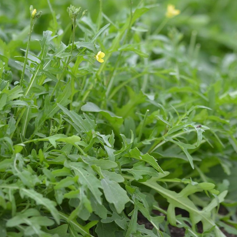 RUBAN DE 200 GRAINES ROQUETTE SAUVAGE 0.06g