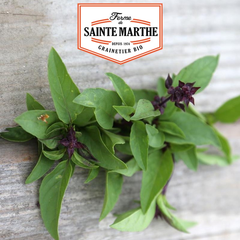 La ferme Sainte Marthe - 200 semillas Albahaca tailandesa o indonesia