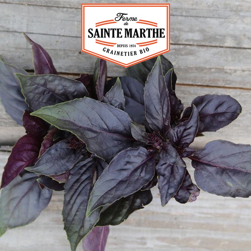 La ferme Sainte Marthe - 200 Samen Purpurroter Basilikum