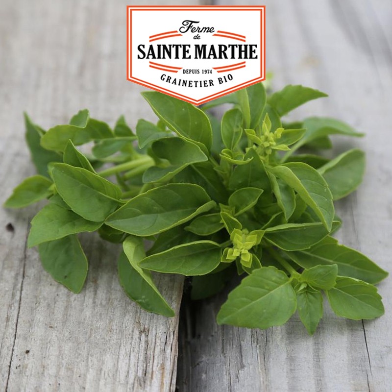 La ferme Sainte Marthe - 200 semillas de albahaca marsellesa