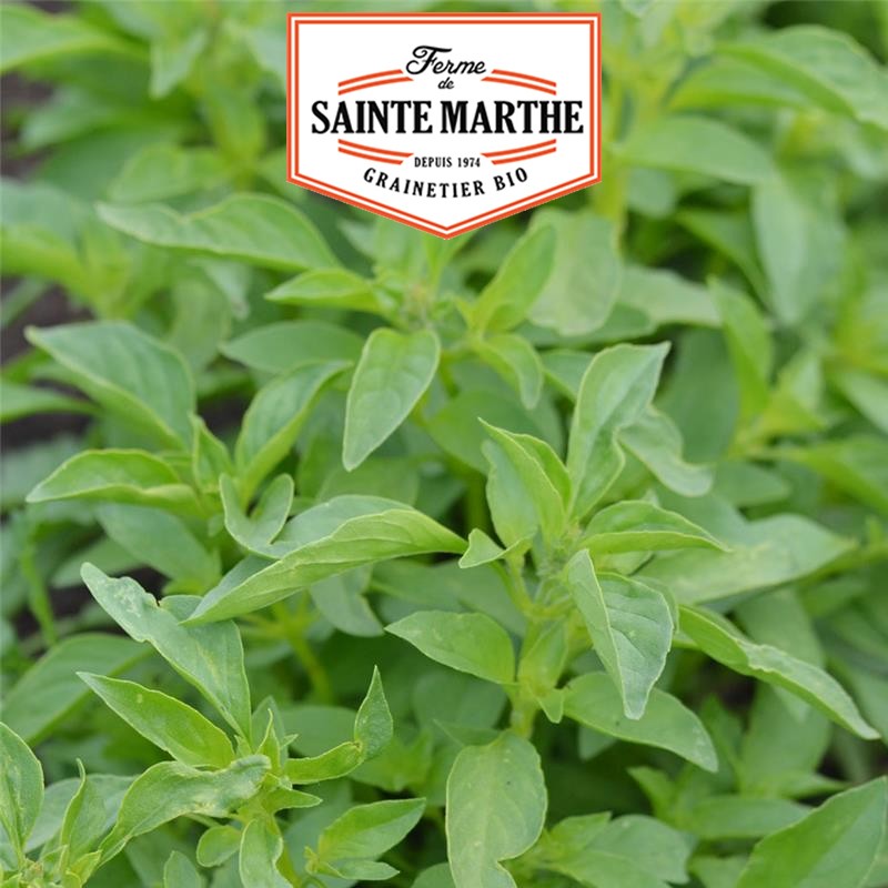 La ferme Sainte Marthe - 200 seeds Lemon Basil