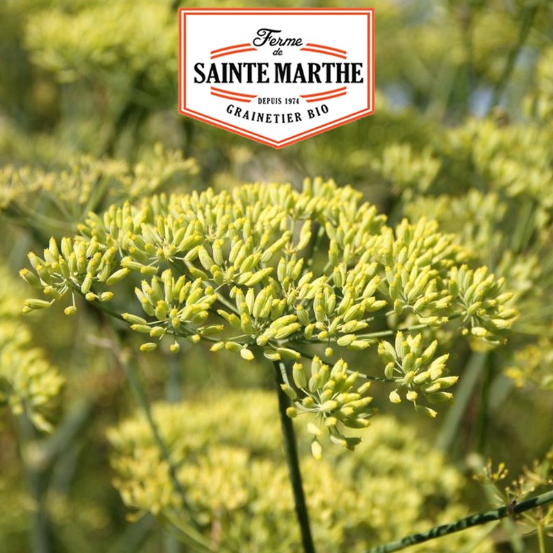 La ferme Sainte Marthe - 750 Samen Grüner Anis