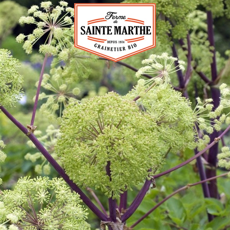 La ferme Sainte Marthe - 500 Samen Engelwurz (Angelica officinalis)