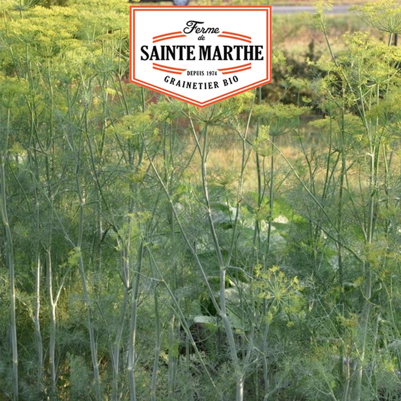 Der Bauernhof Sainte Marthe - 200 Samen Aneth Hera